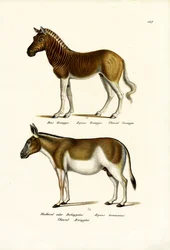 Quagga, 1824